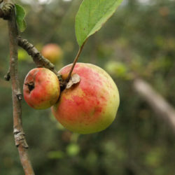 Consume al menos una manzana al día, cuida tu salud