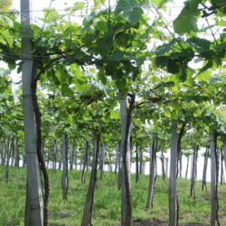 Txakolinaren Eguna/ Día del Txakoli