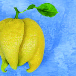 Fruta fea para gente lista