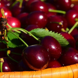 Cerezas y picotas. ¿Sabes distinguirlas?