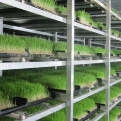 ¿Qué vamos a comer en 2043?