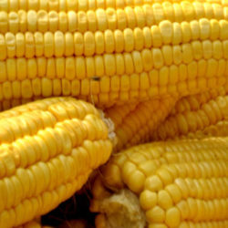 El maíz, un cereal muy nutritivo