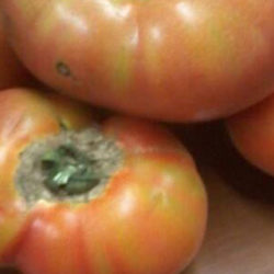 Tomates de cuelga de Busturia