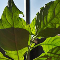 Mejorar la fotosíntesis, clave para el futuro de la seguridad alimentaria