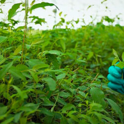 Los investigadores usan esporas microbianas para mejorar la trazabilidad de los alimentos