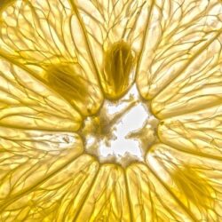 GIBELA ZAINTZEA