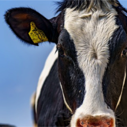 Alimentar las vacas con algas marinas: ¿solución para el cambio climático?